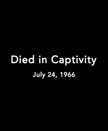 Black rectangle with text inside that says 'Died in Captivity, July 24, 1966.’