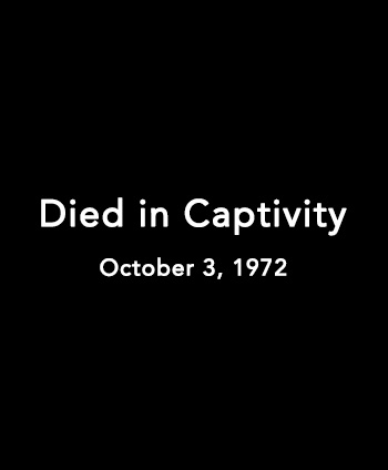 Black rectangle with text inside that says 'Died in Captivity, October 3, 1972.’